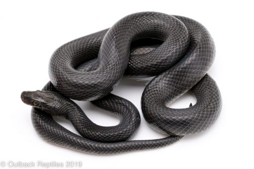 Black House Snake | Outback Reptiles