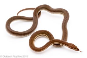 African House Snake