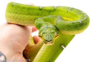 emerald tree boa