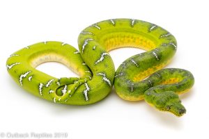 Emerald Tree Boa for sale