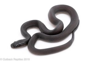 African file snake