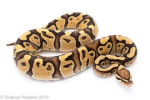 Fire het Clown Ball Python