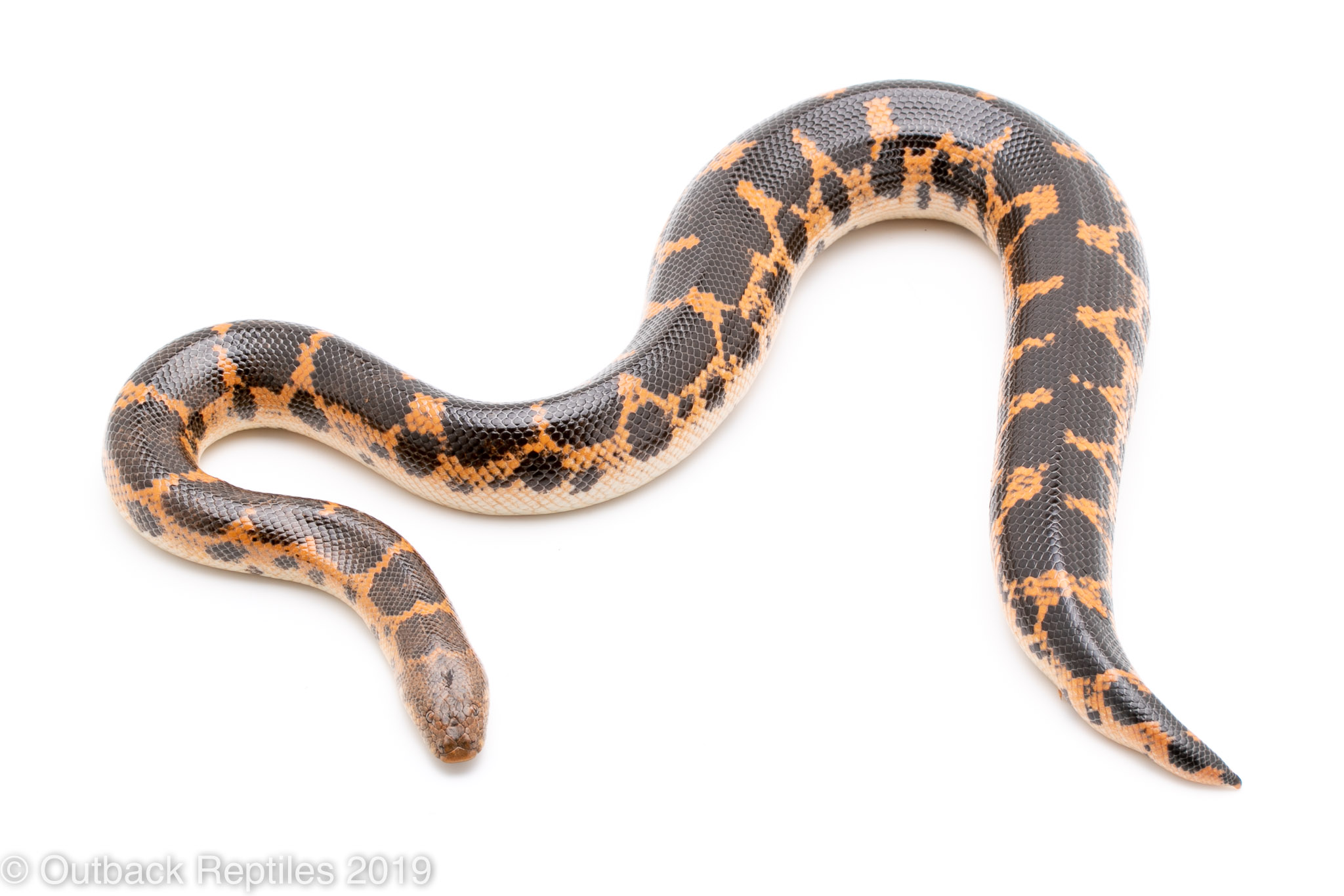 Gravid saharan sand boa | Outback Reptiles