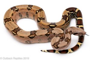 South Guyana redtail Boa