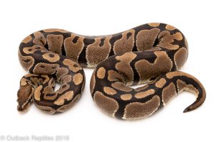 Normal ball python