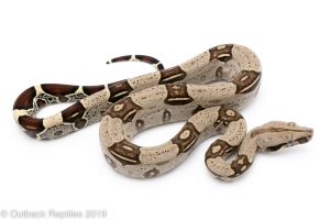 peruvian redtail boa