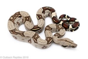 peruvian redtail boa