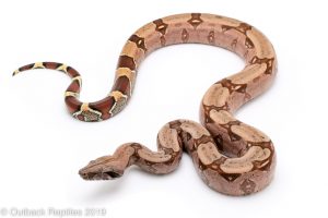 Pink guyana boa