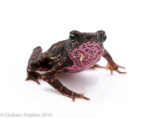 Purple Atelopus