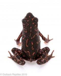 Purple Atelopus