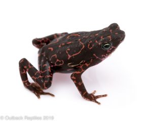 Purple Atelopus