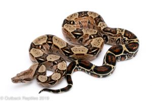 Sonoran desert boa