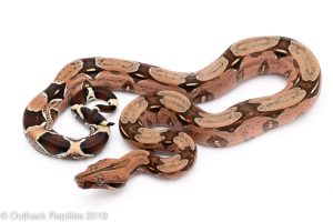 Pink Suriname Redtail Boa