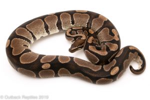 Ball Python