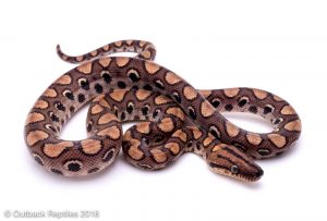 Brazilian Rainbow Boa