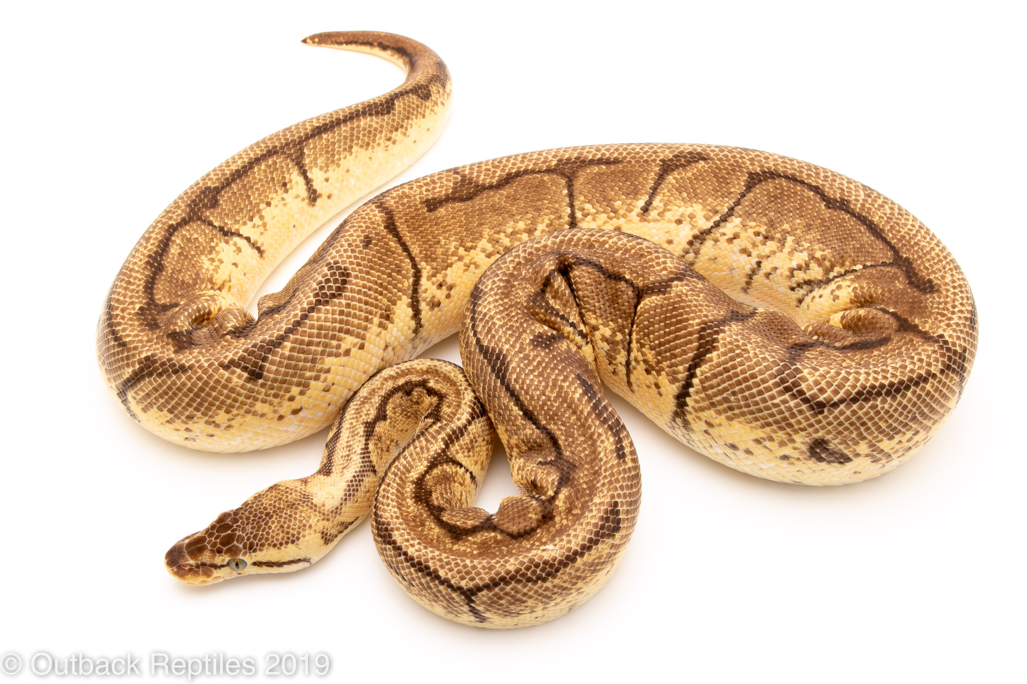 lemonblast het ghost | Outback Reptiles