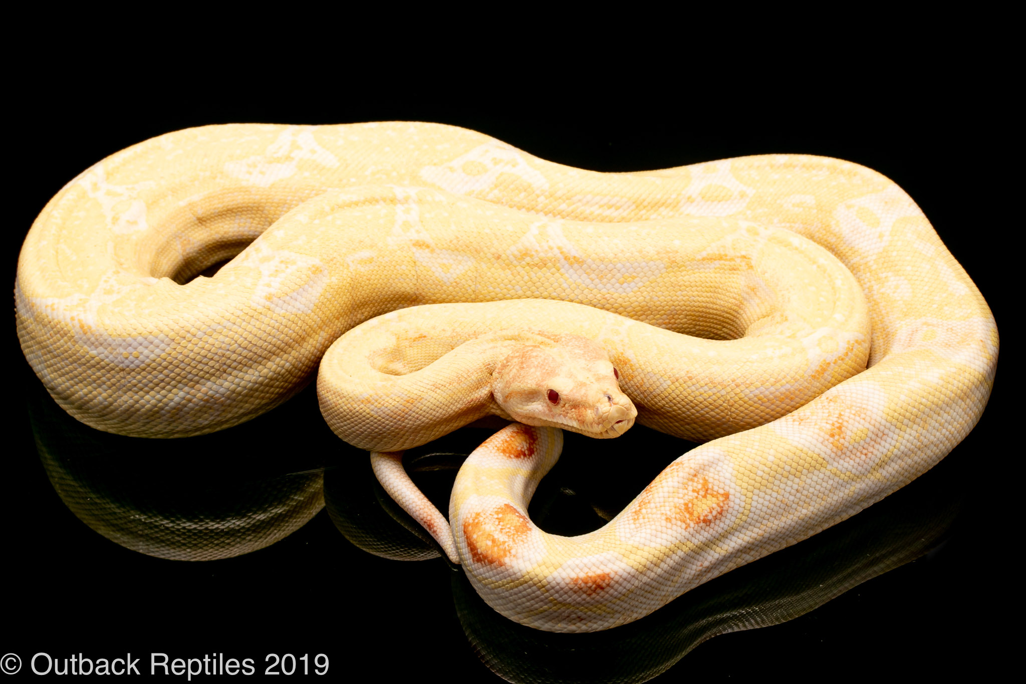 Snake on female head. Boa constrictor albino species of snake