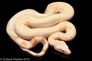 Albino boa constrictor