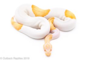 Albino Pied