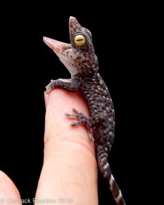 CB baby tokay gecko