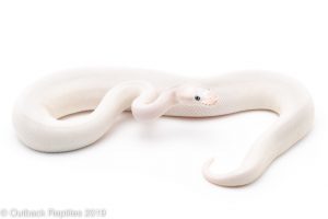 Blue Eyed Lucy ball python