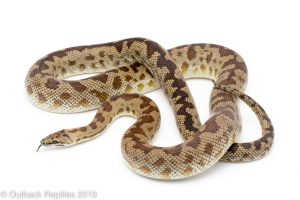 Cape York Spotted Python for sale