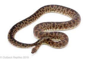 Cape York Spotted Python for sale