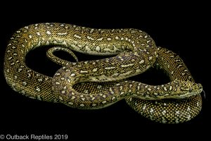 Diamond carpet Python