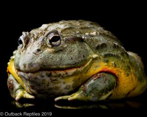 Giant Pixie Frog