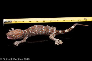 tokay gecko adult size