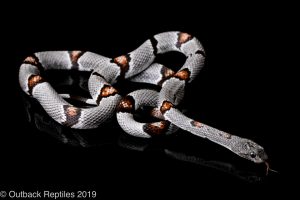 Gray Banded Kingsnake