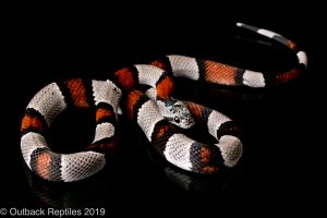 Gray Banded Kingsnake