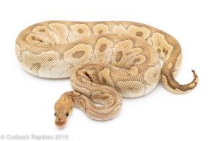 Mojave Clown ball python