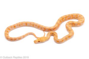 Purple Albino reticulated Python