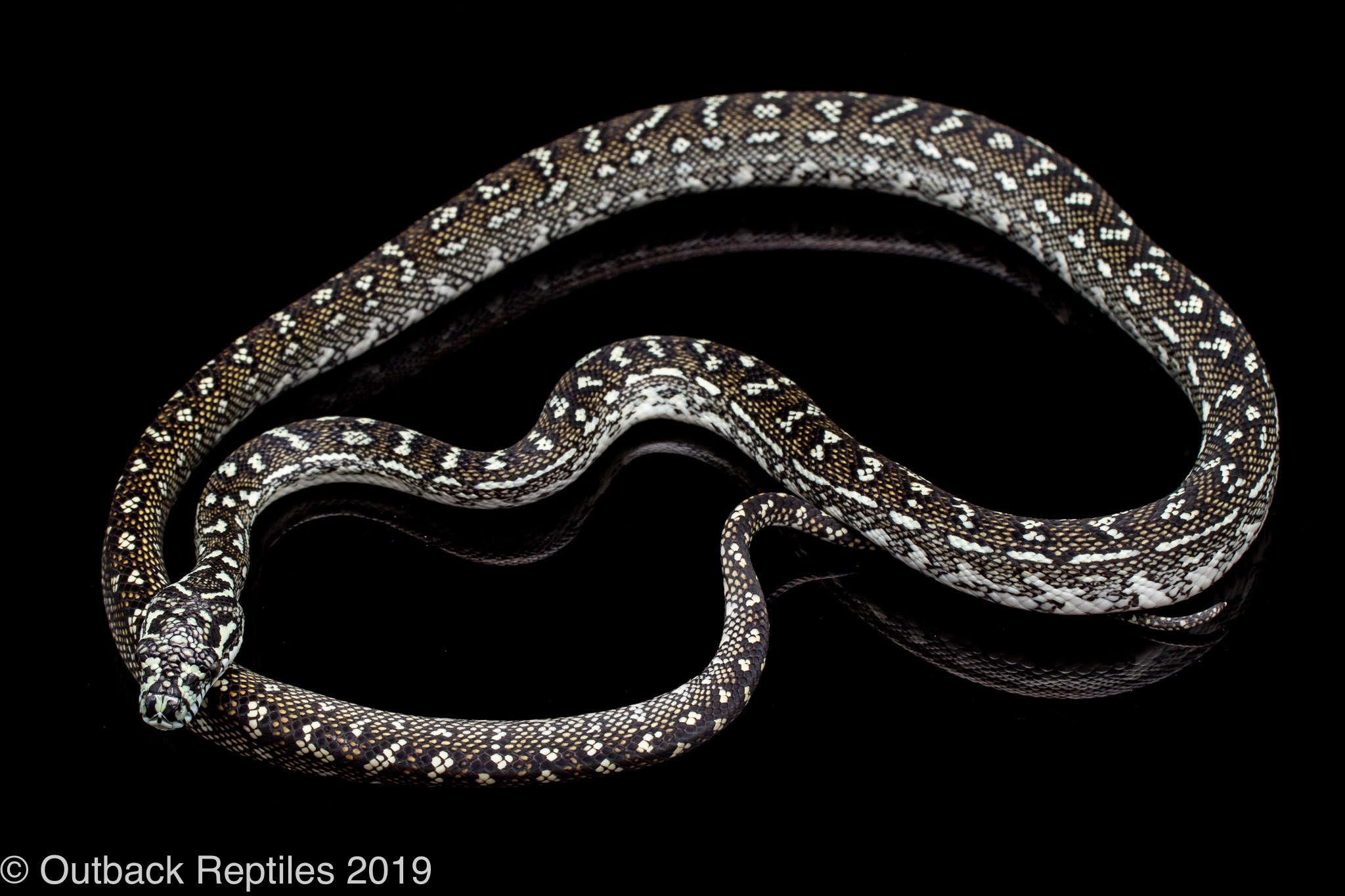 diamond python male | Outback Reptiles