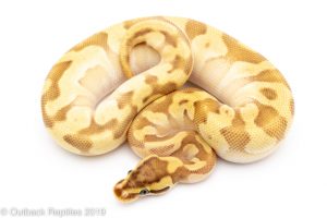 Pastave Super Enchi ball python