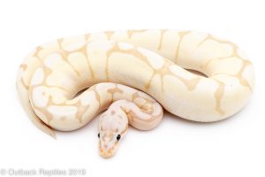 banana fire spider ball python