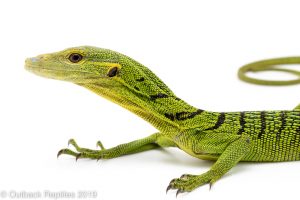 Emerald Tree Monitor