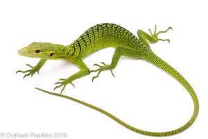 Emerald Tree Monitor