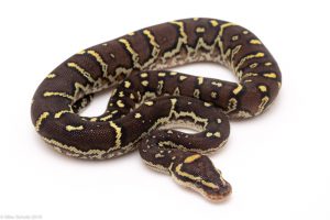 Angolan Python