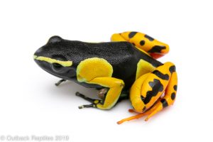 Painted Mantella