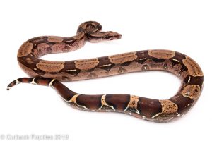 Pink Guyana Redtyail Boa