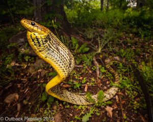 Puffing Snake Spilotes sulphureus