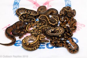 African Import Ball Pythons for sale