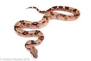 Suriname Redtail Boa