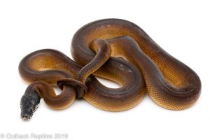 White Lipped Python