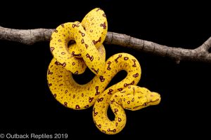 Yellow Biak Green Tree Python