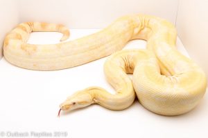 albino boa constrictor