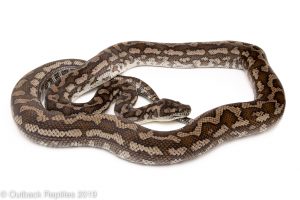 coastal carpet python