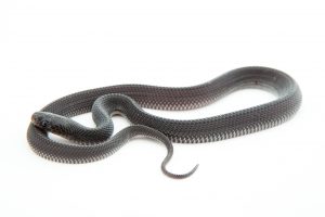 baby file snake